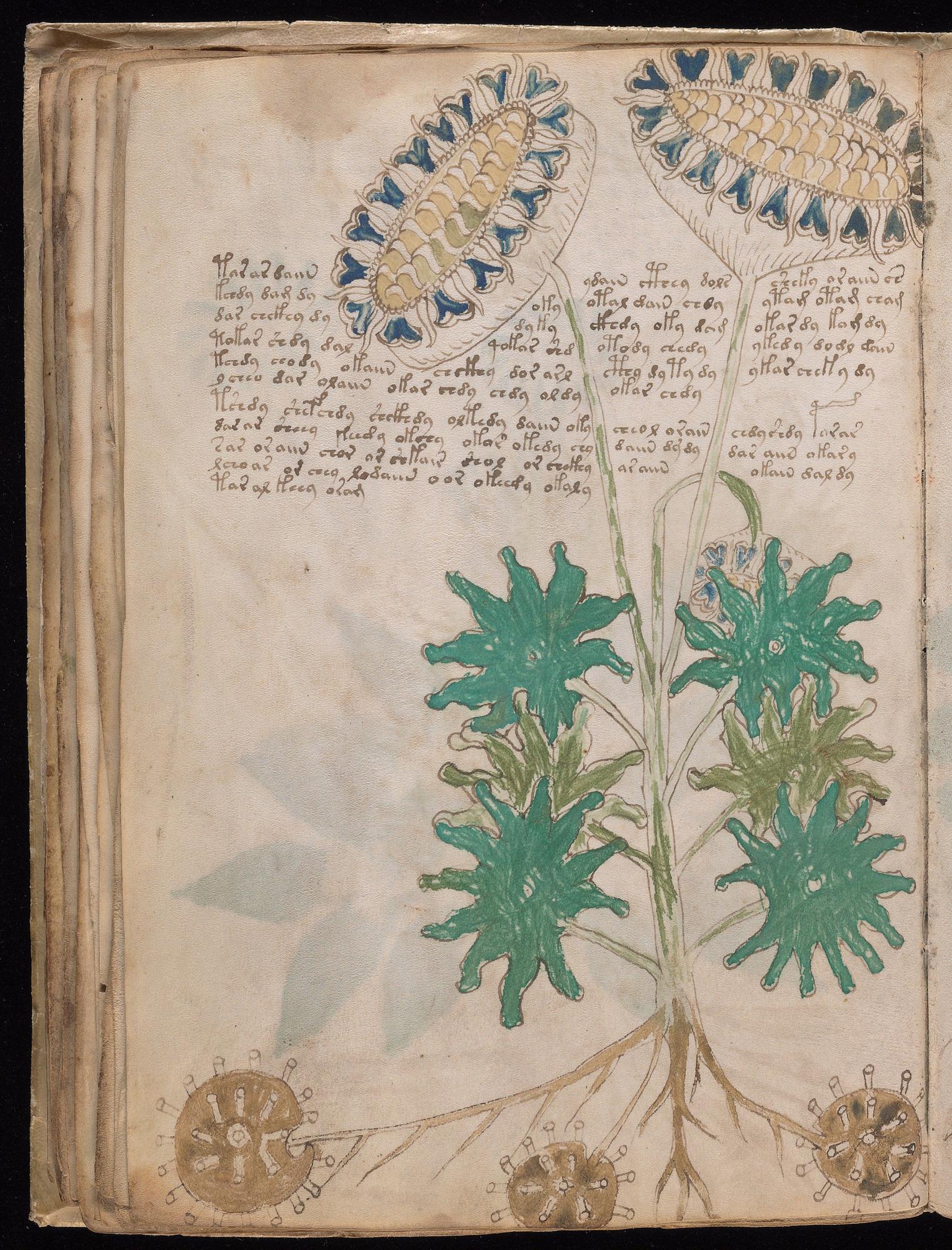 Voynich Manuscript folio f33v — Beinecke MS 408
